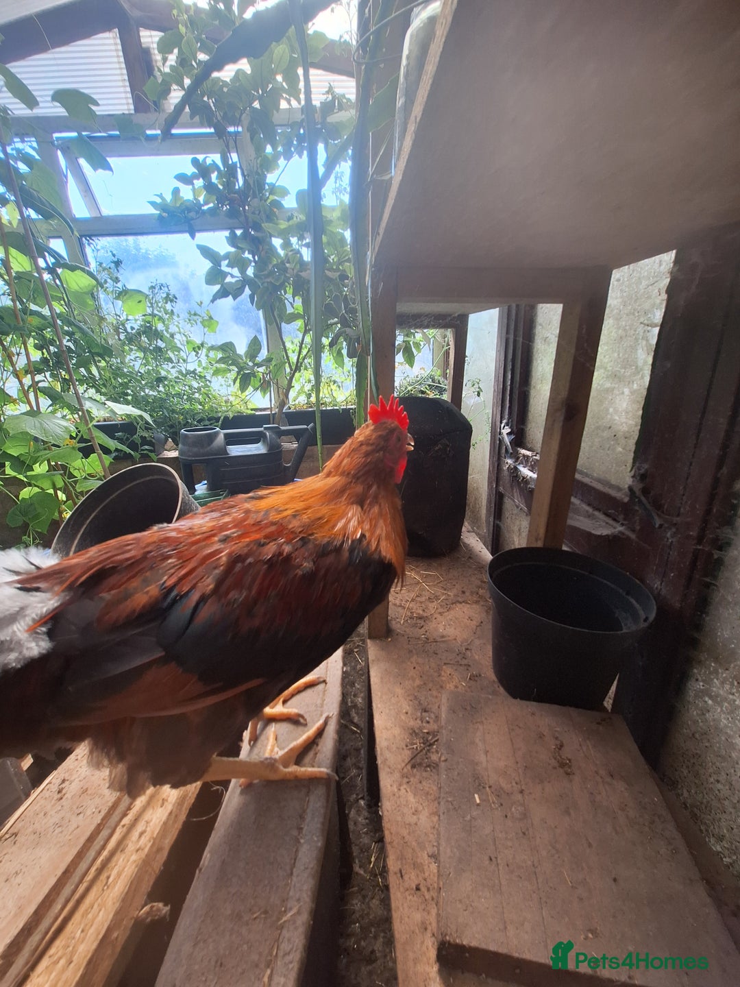 Chickens poultry for sale: Welsummer bantam Cockerell for sale £15 - Image 2