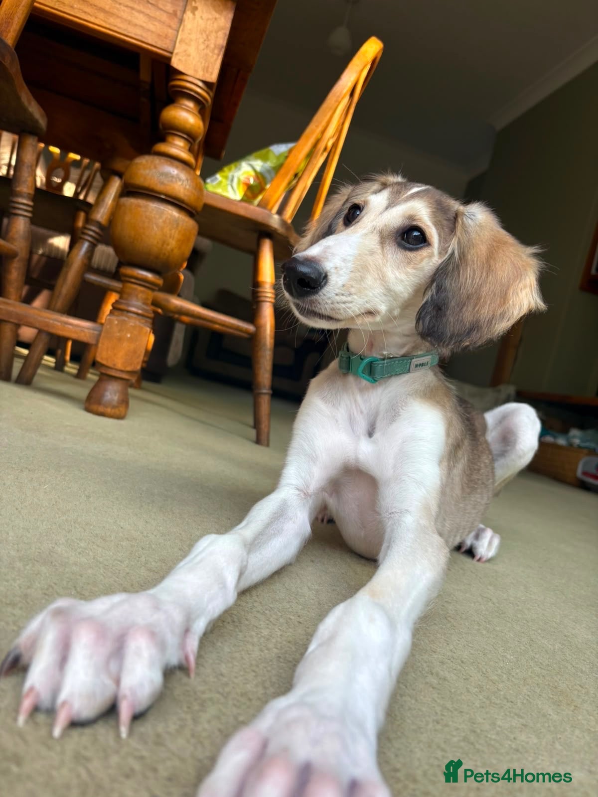 Saluki dogs Reduced! Beautiful KC Saluki pups champion lines - Advert 2