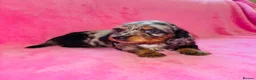 Miniature Dachshund dogs for sale: Quality Miniature Dachshund puppies - Advert 23