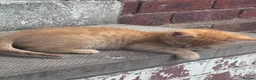 Bengal cats for sale: Kittens ready  - Advert 3