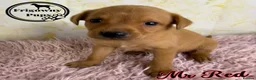 Labrador Retriever dogs for sale: 🖤💛 ADORABLE LABRADOR PUPPIES 💛🖤 - Advert 25