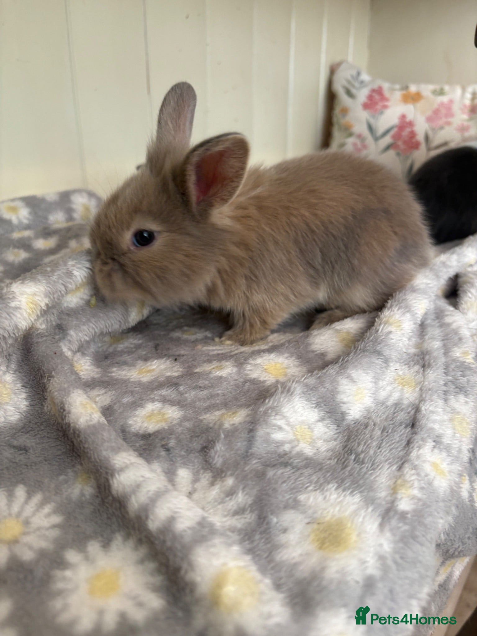 Mini Lop rabbits Mini lops-raised indoors-vaccinated  - Advert 2