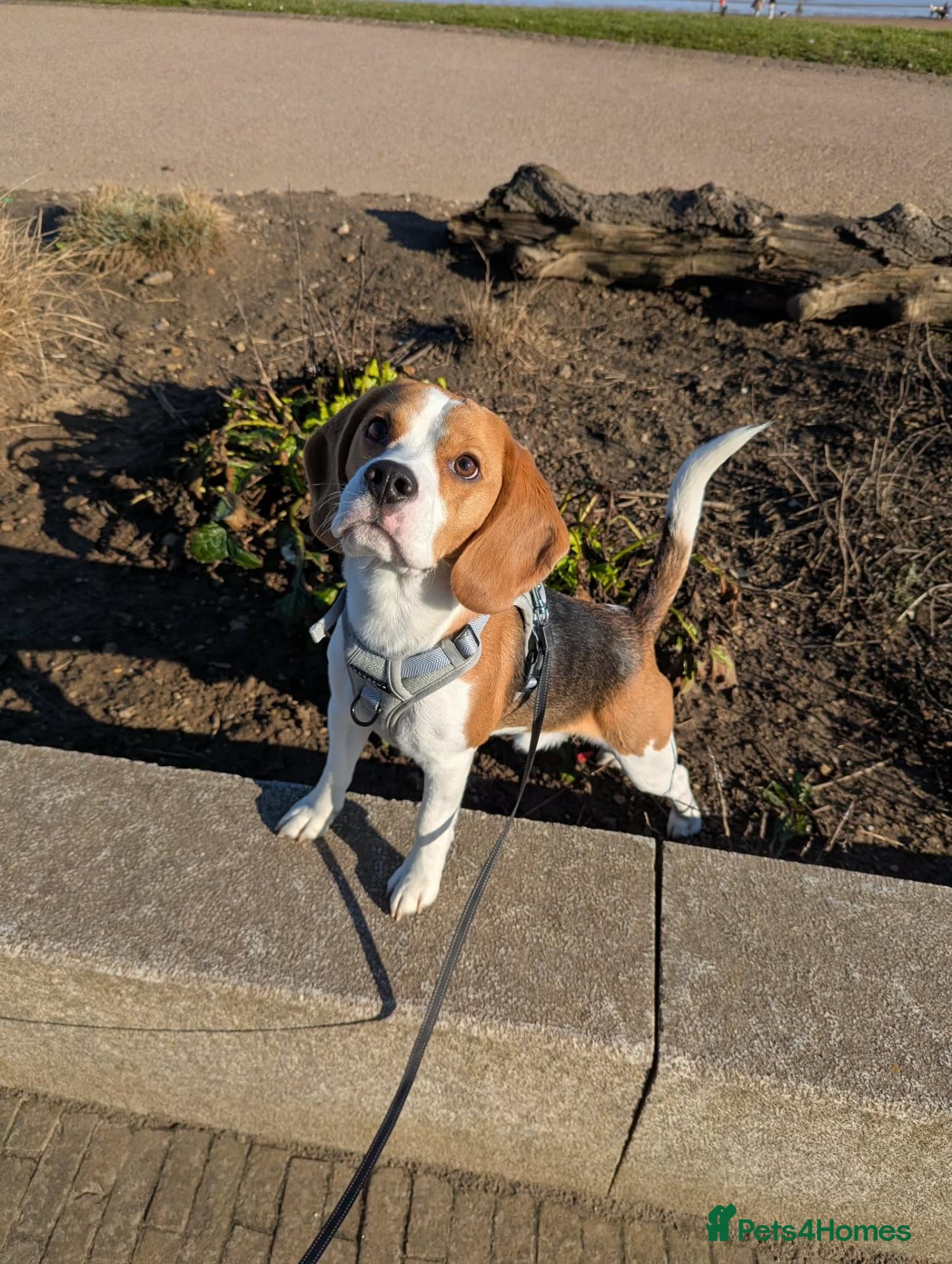 Beagle dogs Baxter - 2 Year Old Beagle for Stud - Advert 8