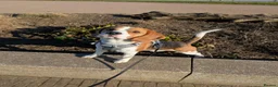 Beagle dogs for stud: Baxter - 2 Year Old Beagle for Stud - Advert 13
