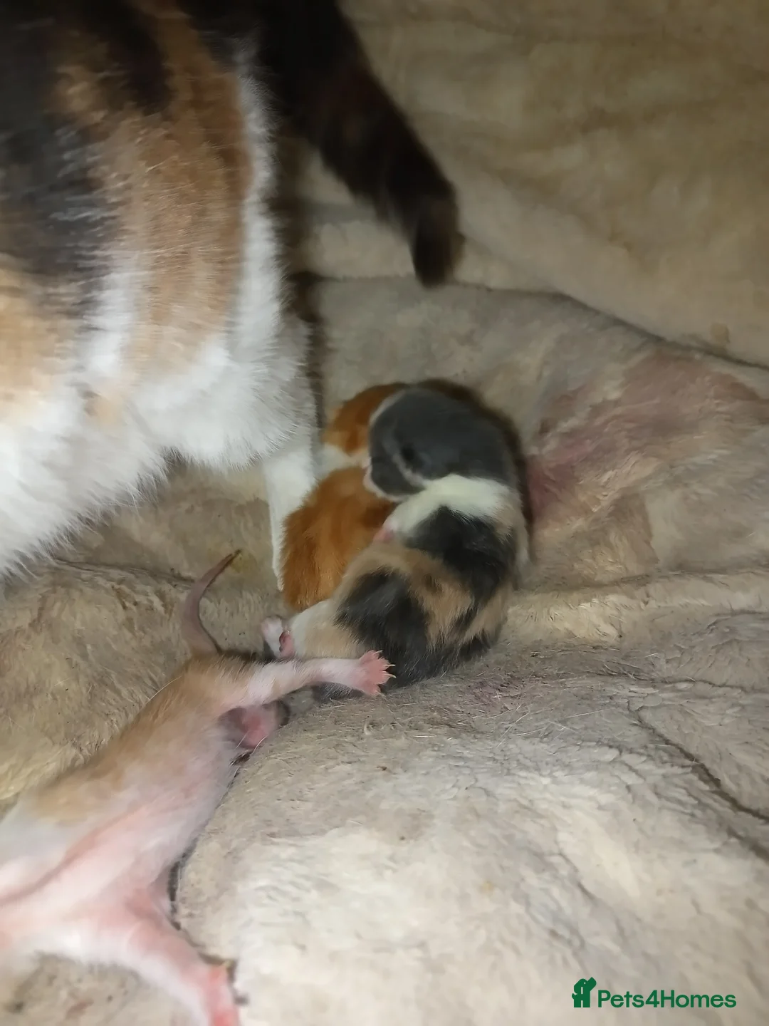 European cats for sale: Three farm kittens born 14th March - Advert 2