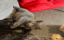 Domestic Shorthair cats for sale: Make kitten ready to leave - Image 5