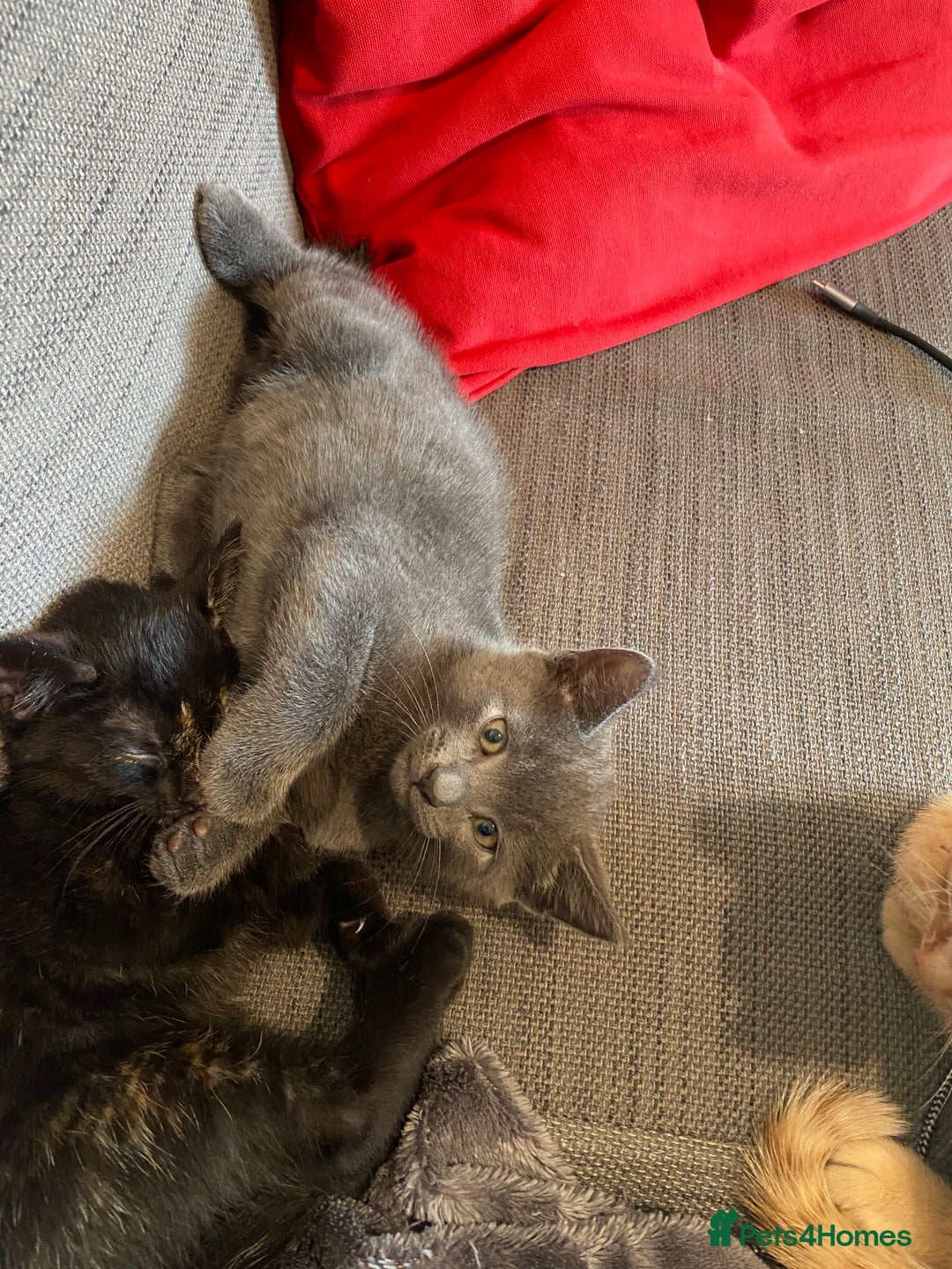 Domestic Shorthair cats for sale: Make kitten ready to leave - Image 5