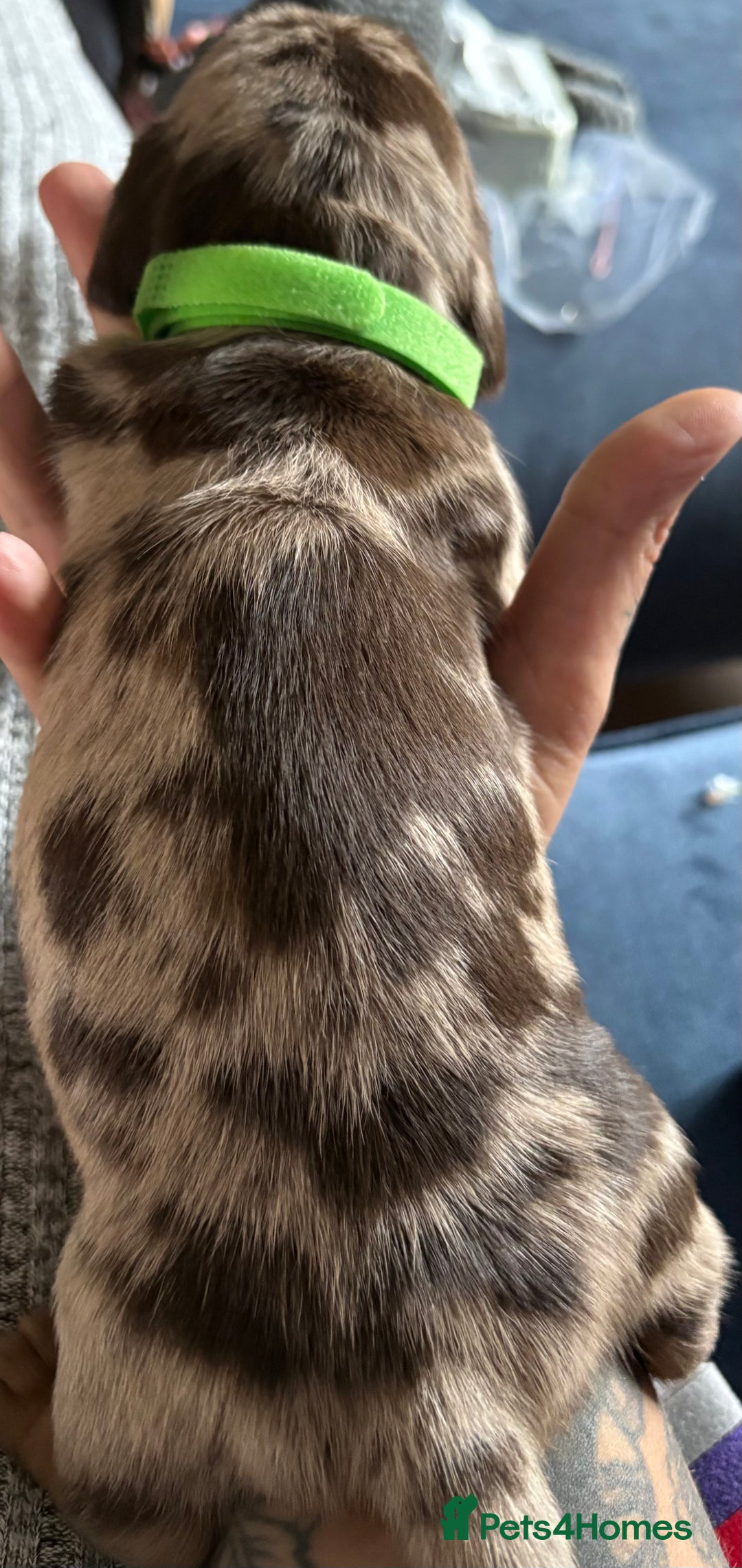 Miniature Dachshund dogs for sale: Miniature dapple dachshund  - Image 3