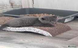 British Shorthair cats for sale: Chunky BSH kittens - Image 5