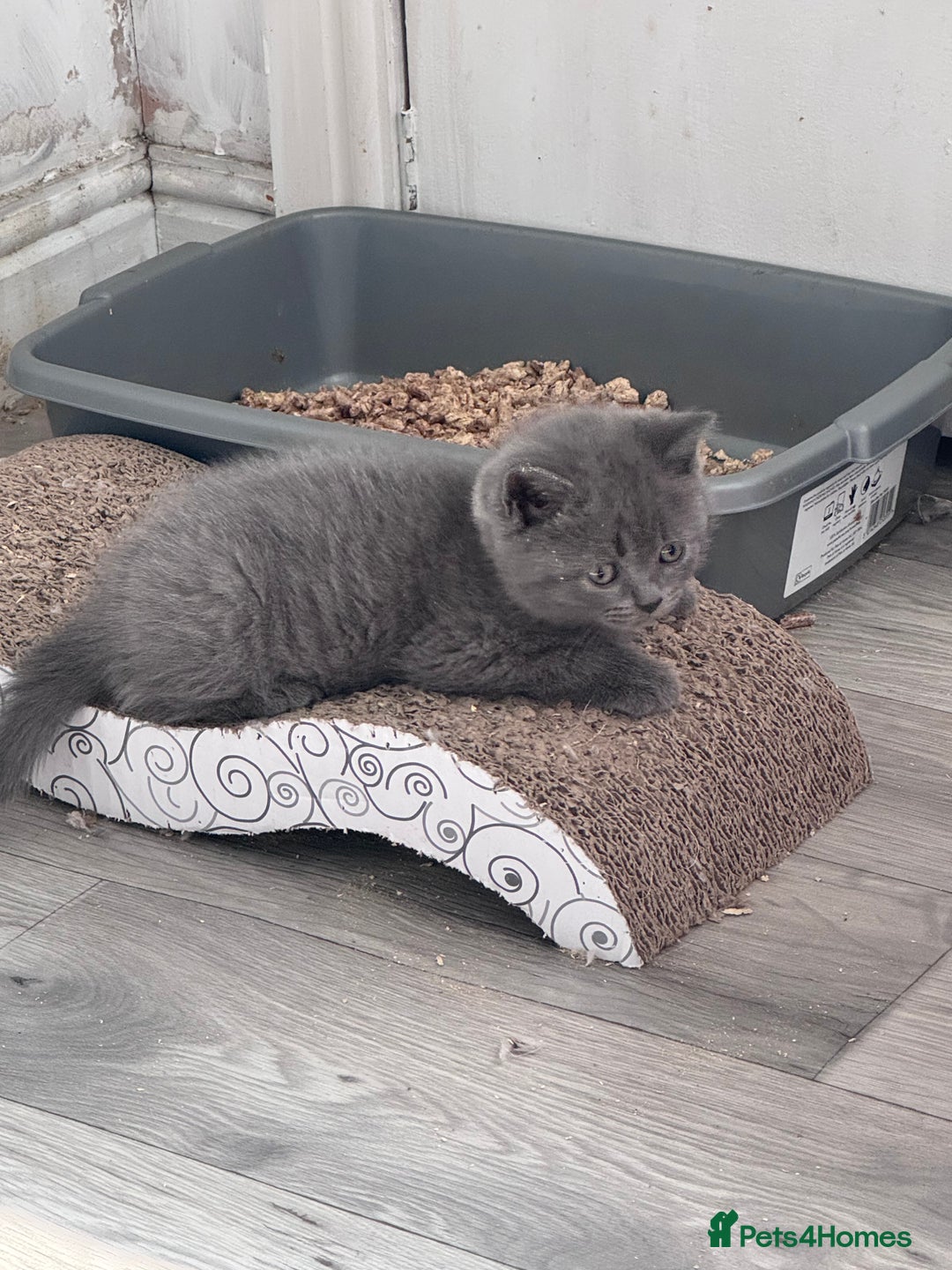 British Shorthair cats for sale: Chunky BSH kittens - Image 5