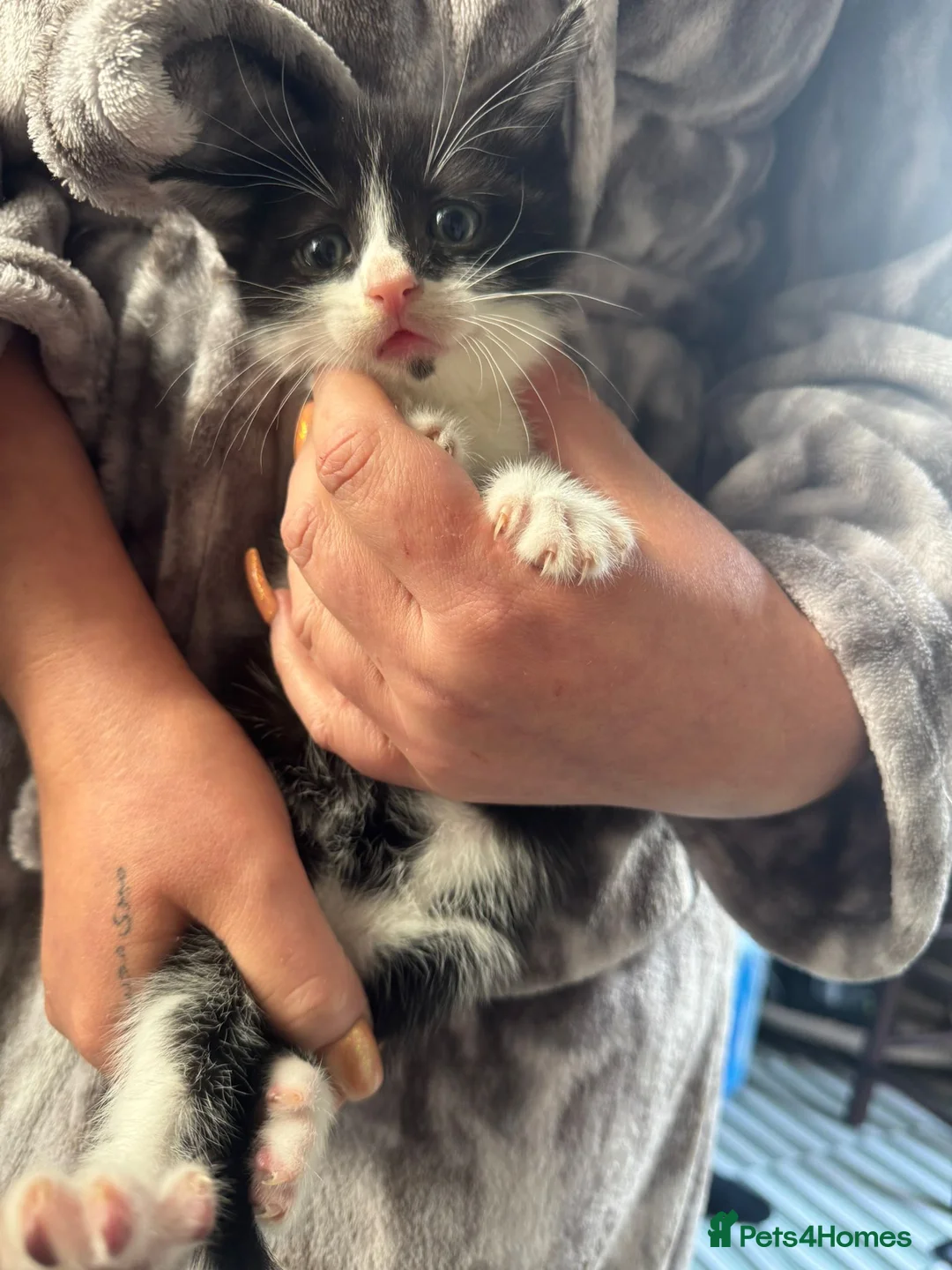 Mixed Breed cats for sale: 3 beautiful boys  in Brierley Hill - Advert 2