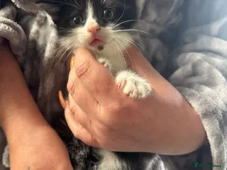 Mixed Breed cats 3 beautiful boys - Advert 6