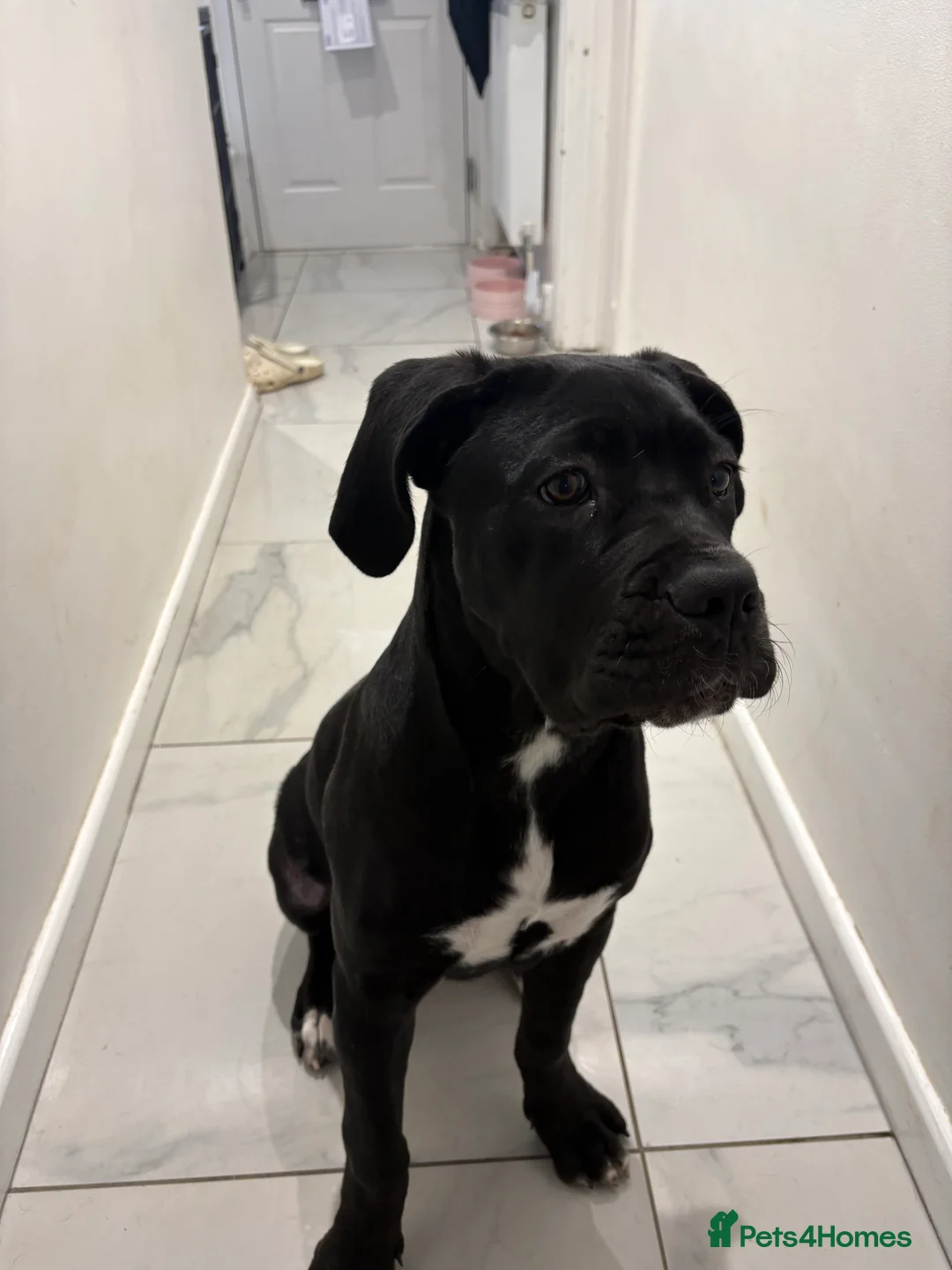 Cane Corso dogs for sale: 5 MONTH OLD CANE CORSO  in St Albans - Advert 4