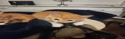 Mixed Breed cats for sale: 4 Gorgeous kittens looking for new home - Advert 10