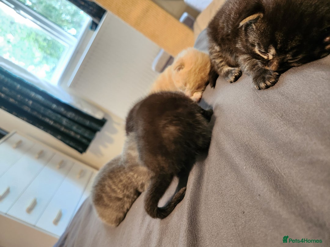 British Longhair cats for sale: British longhair mix kittens 😸  in Bristol - Image 11