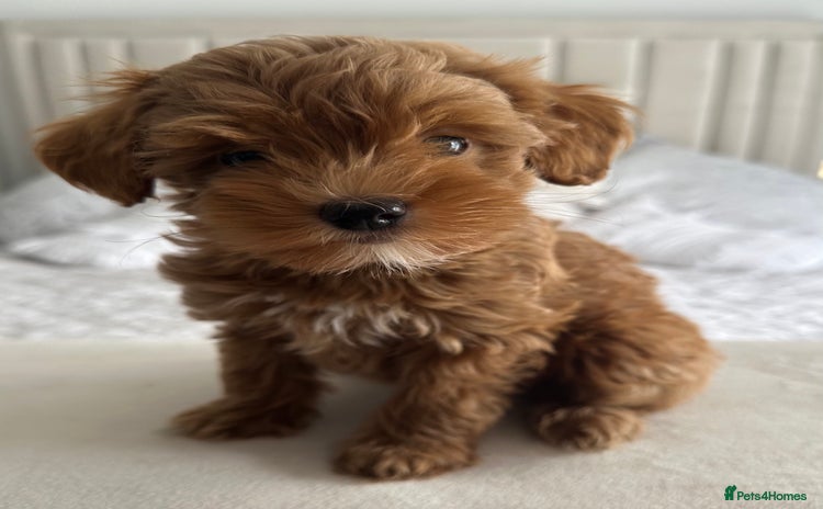 Maltipoo dogs - Advert 15