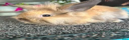 Lionhead rabbits for sale: 🦋Pure breed Teddy lionheads 🦋 - Advert 19
