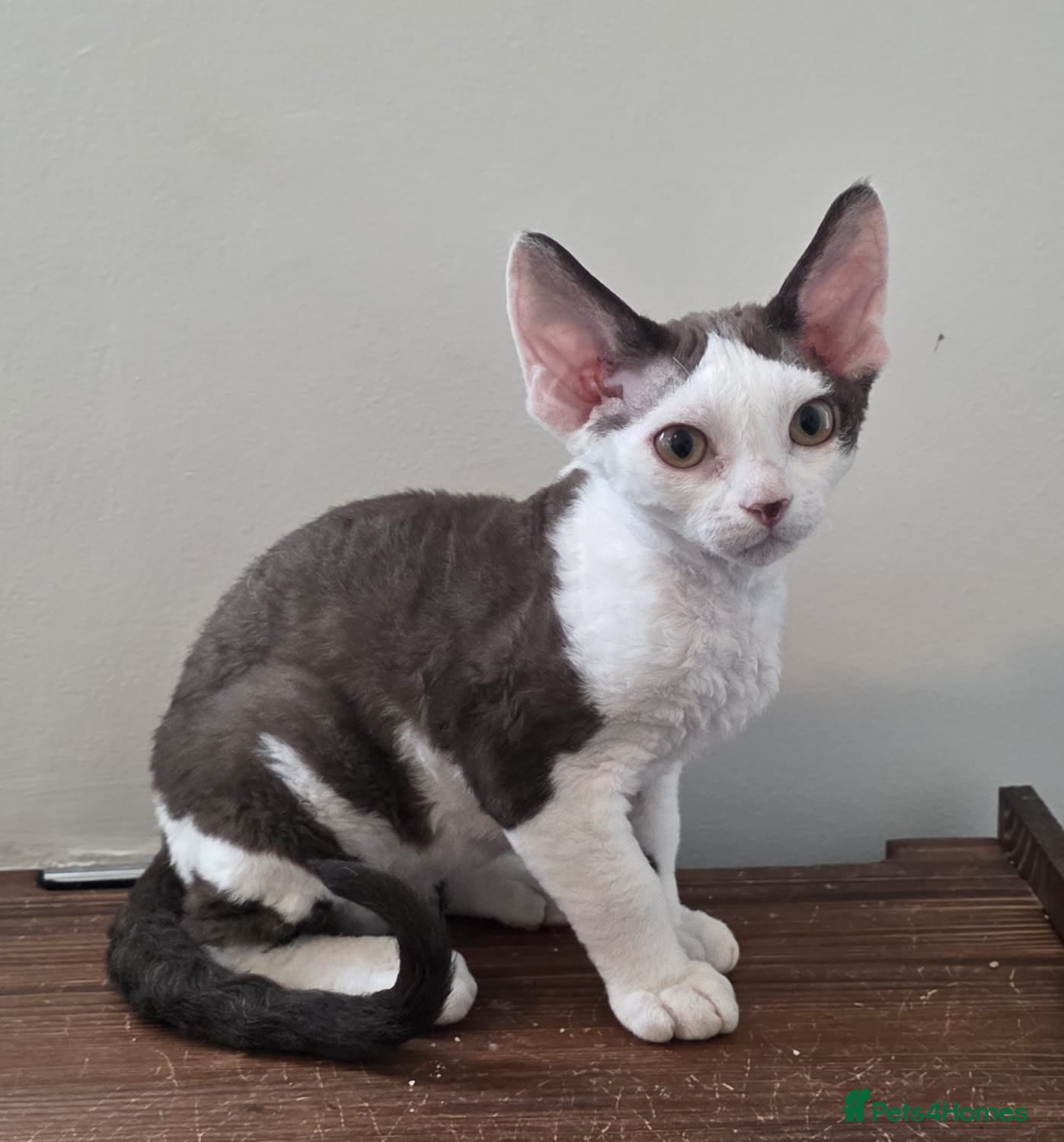 Devon Rex cats Darling Devons  - Advert 2