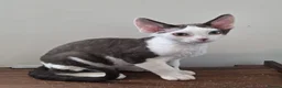 Devon Rex cats for sale: Darling Devons  in Waltham Cross - Advert 9