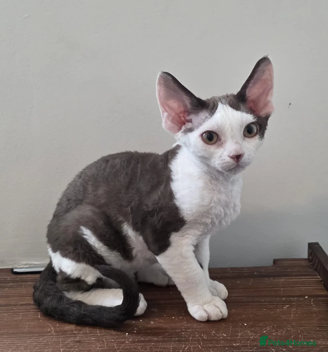 Devon Rex cats for sale: Darling Devons  - Advert 2