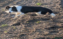 Border Collie dogs for sale: Murphy working collie - Image 4