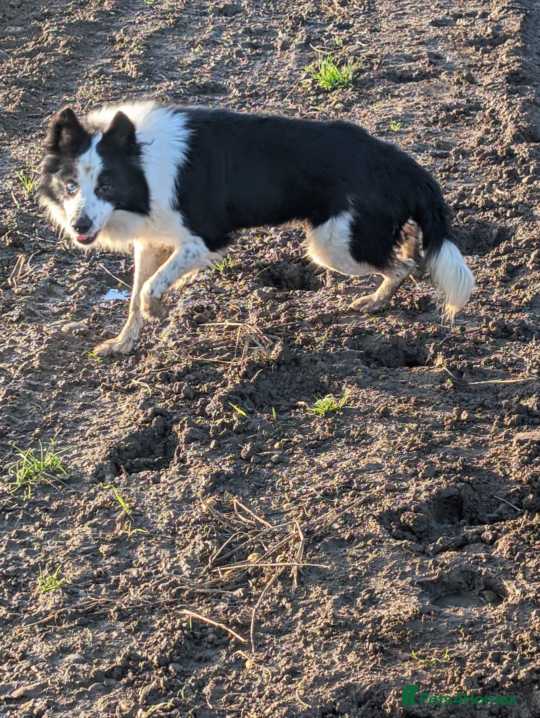 Border Collie dogs for sale: Murphy working collie - Image 4