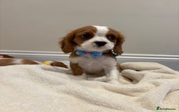 Cavalier King Charles Spaniel dogs for sale: Extensively health tested parent cavalier puppy’s  - Image 18
