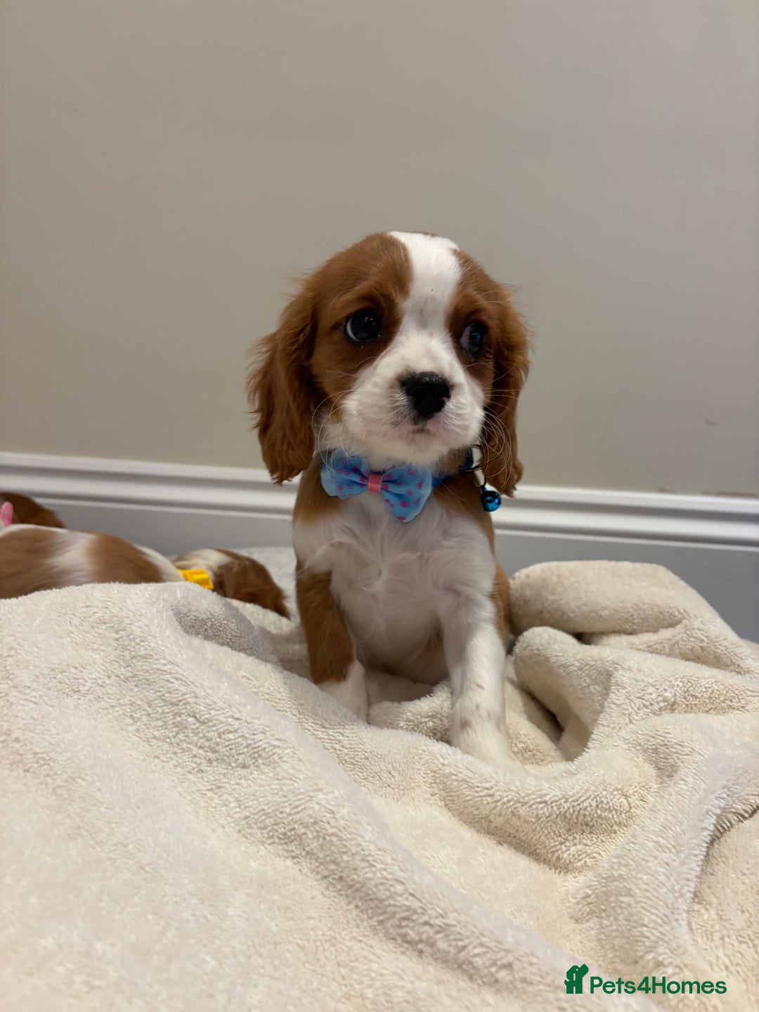 Cavalier King Charles Spaniel dogs for sale: Extensively health tested parent cavalier puppy’s  - Image 18