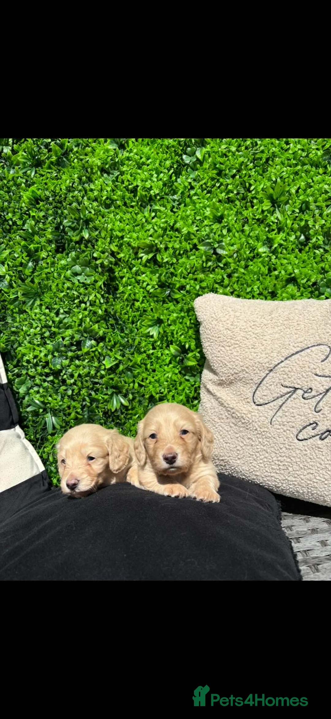 Miniature Dachshund dogs for sale: Stunning English cream mini dachshunds🤍 in Leicester - Advert 2