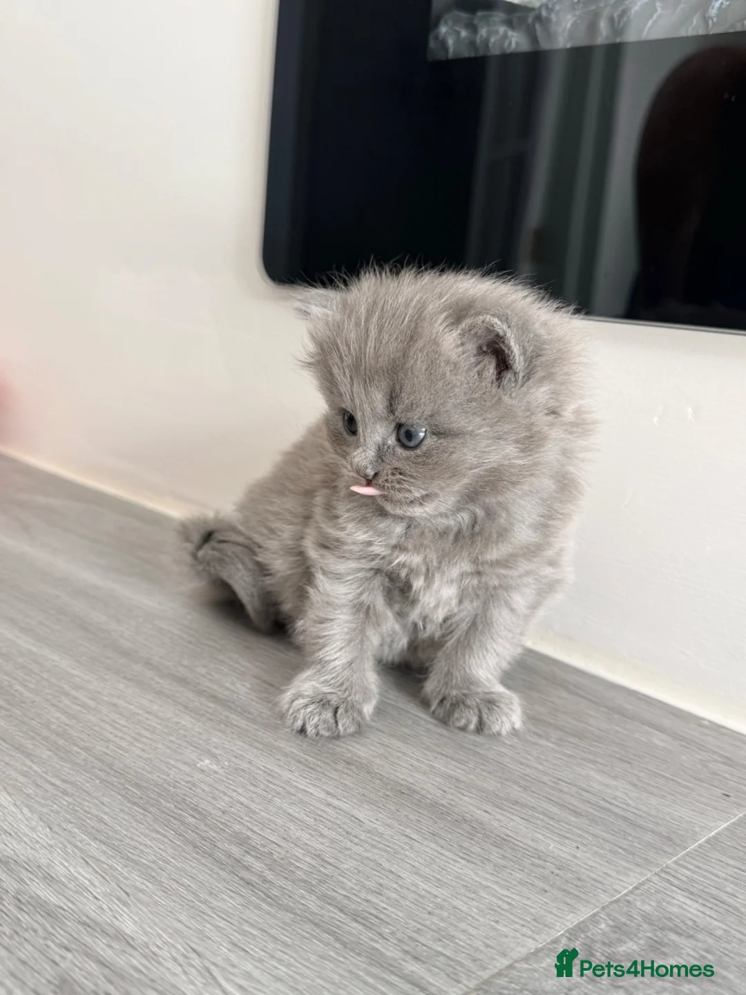 British Shorthair cats for sale: Looking for my forever Home - Advert 2