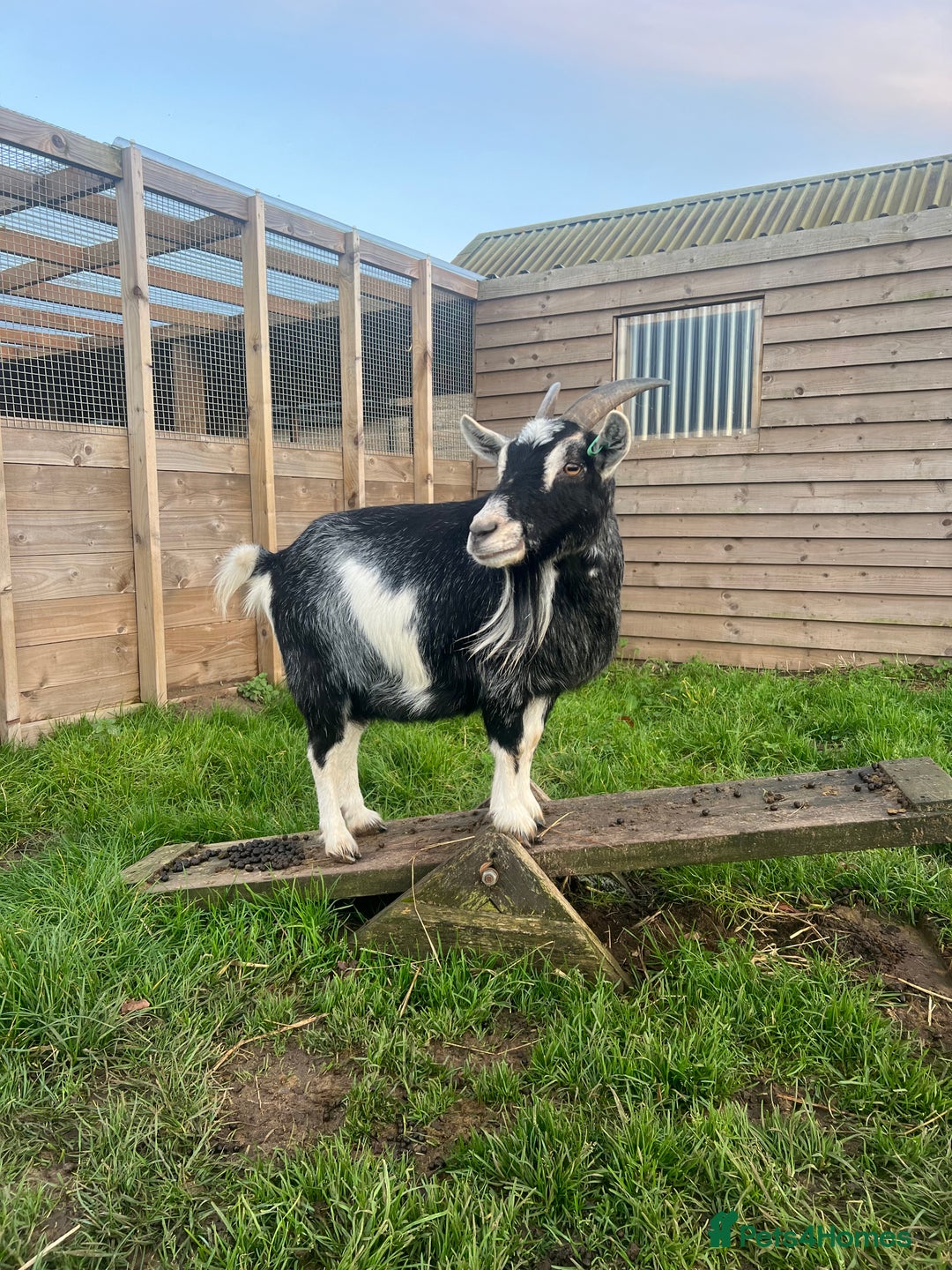 Goats livestock for sale: Pygmy Goats for Sale - Advert 2