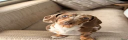 Miniature Dachshund dogs for stud: 🤎🐾 STUNNING MINIATURE CHOCOLATE DAPPLE & TAN - Advert 5