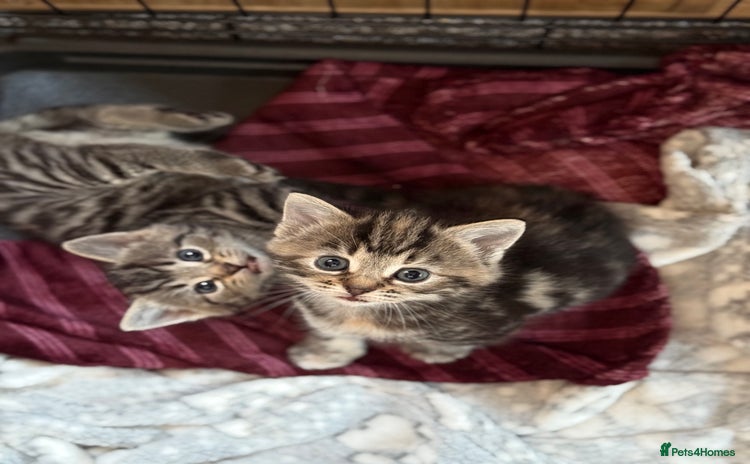 Mixed Breed cats - Advert 9