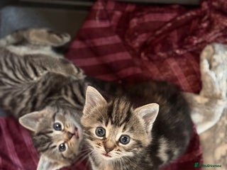 Mixed Breed cats - Advert 24