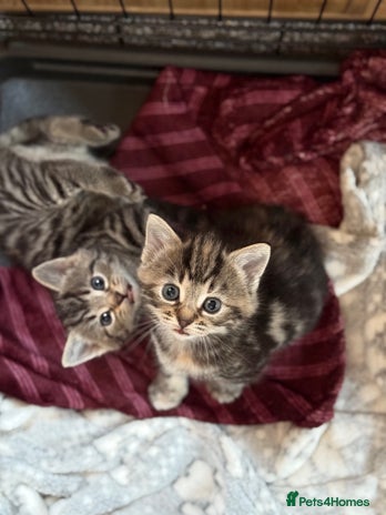 Mixed Breed cats - Advert 2
