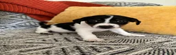 Jack Russell dogs for sale: Miniature Jack Russell  - Advert 7