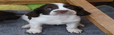 English Springer Spaniel 1