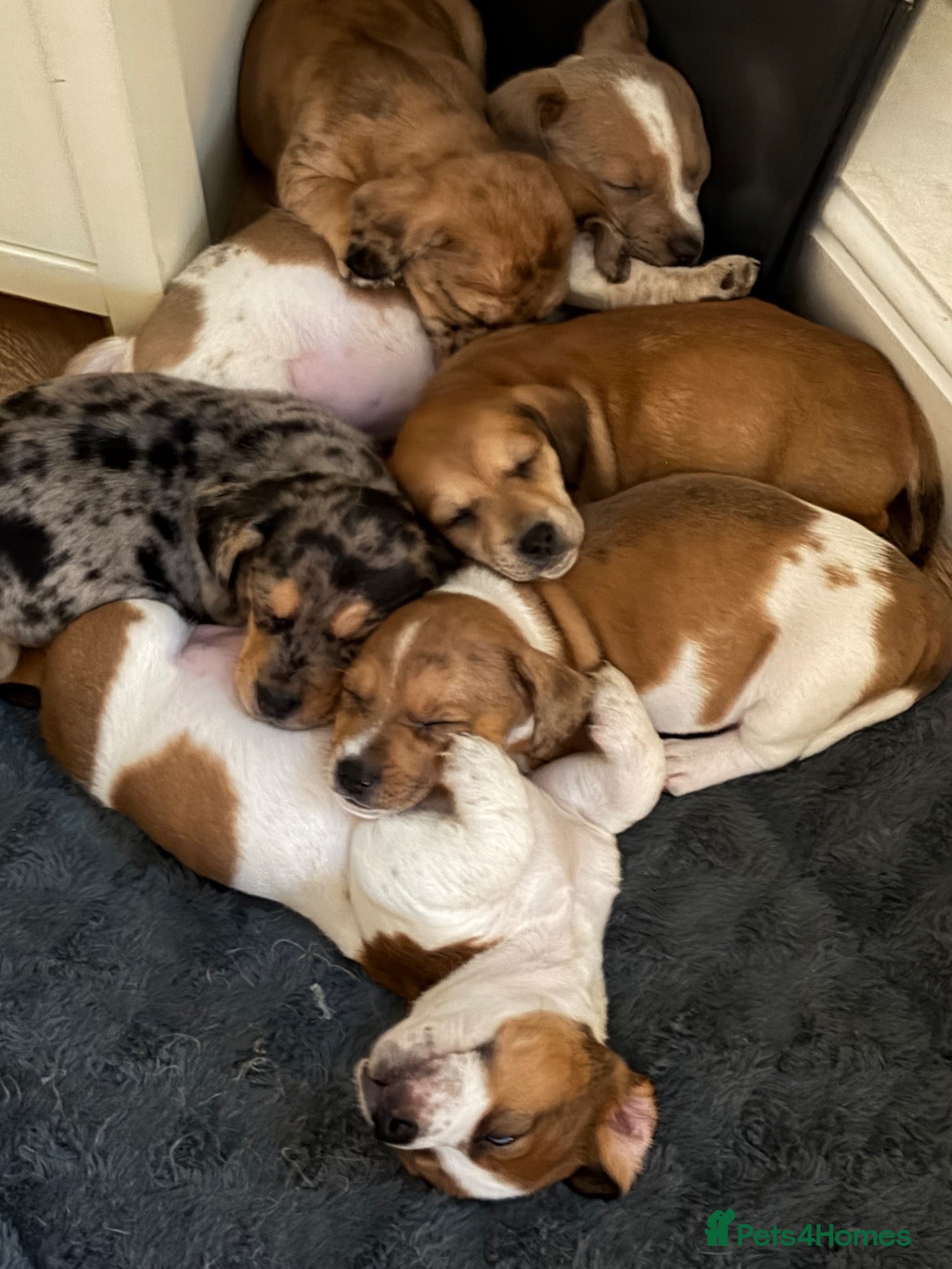 Mixed Breed dogs Jack bullshund - Advert 1