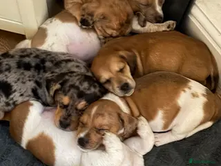 Mixed Breed dogs Jack bullshund - Advert 1