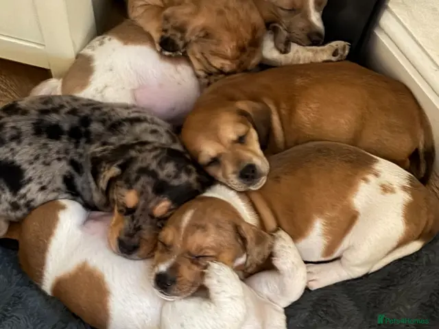 Mixed Breed dogs Jack bullshund - Advert 6