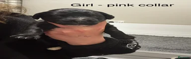 Girl- pink collar