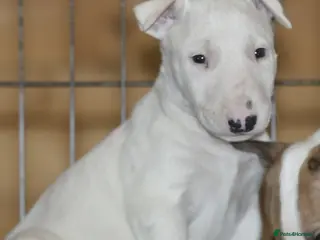 English Bull Terrier dogs UK's top quality ebt puppies - Advert 2