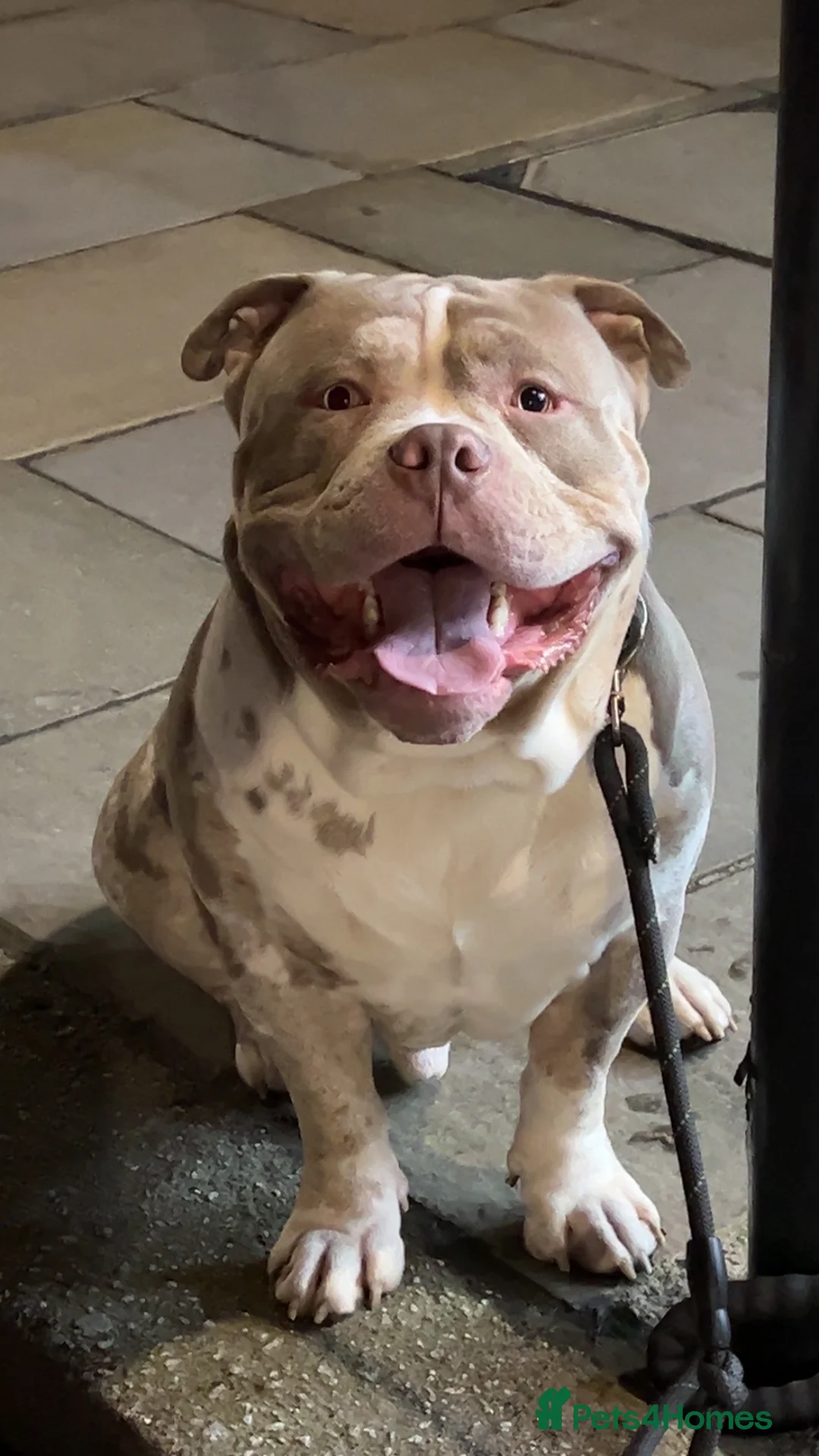 Mixed Breed dogs for sale: Beautiful bulldog /mastiff cross  - Advert 4