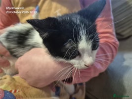 Mixed Breed cats - Advert 2