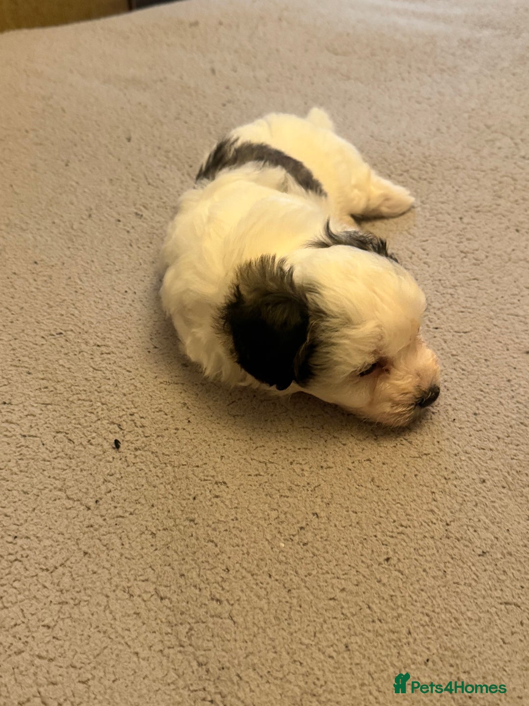Maltipoo dogs for sale: Tiny Parti Maltipoo Puppies - Image 8