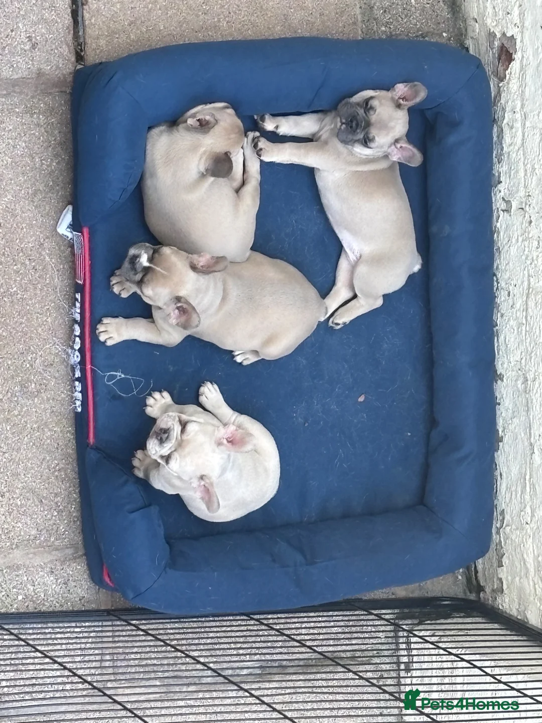 French Bulldog dogs for sale: REDUCED £750 French Bulldog Male pups  - Advert 2