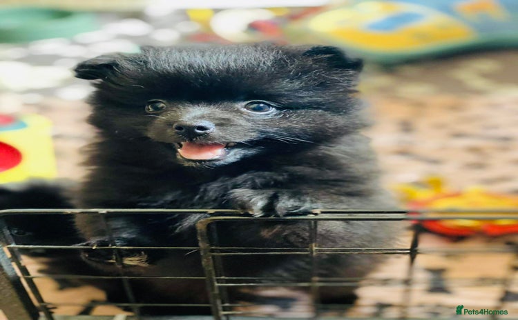 Pomeranian dogs - Advert 4