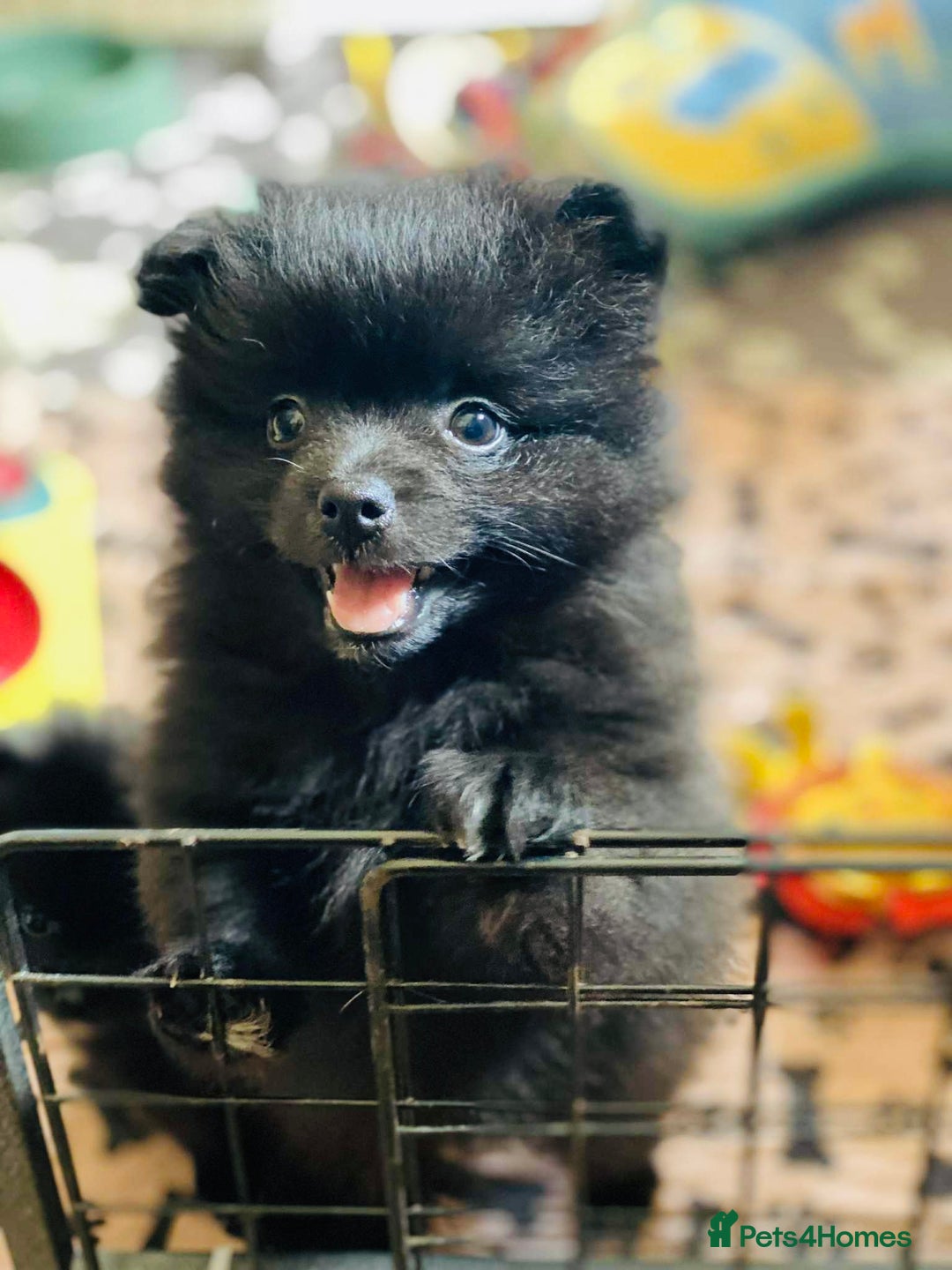Pomeranian dogs for sale: Perfect poms - Image 1