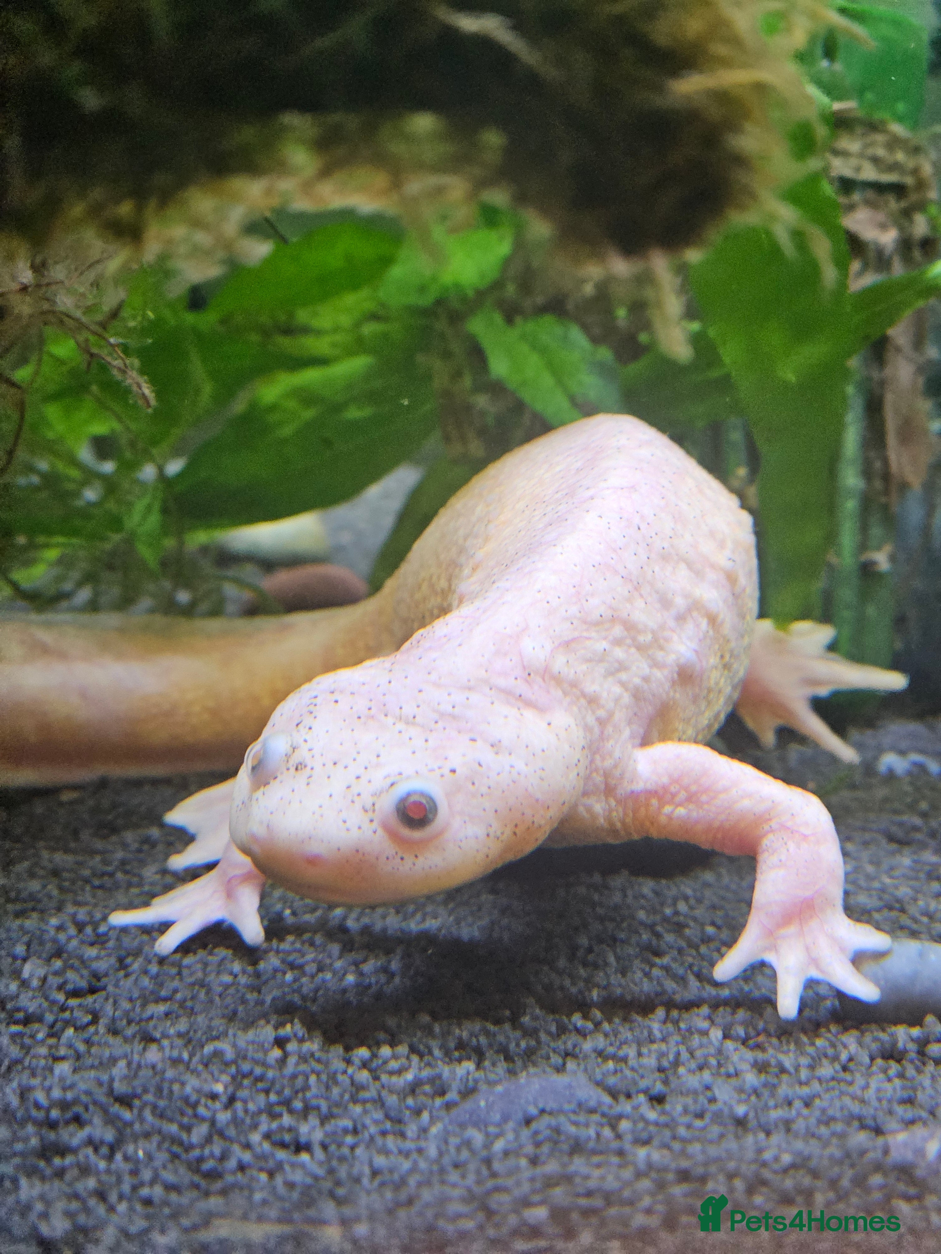 Newt reptiles Spanish Ribbed Newts & Tank in Newcastle upon Tyne - Advert 2