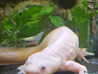 Newt reptiles Spanish Ribbed Newts & Tank in Newcastle upon Tyne - Advert 2